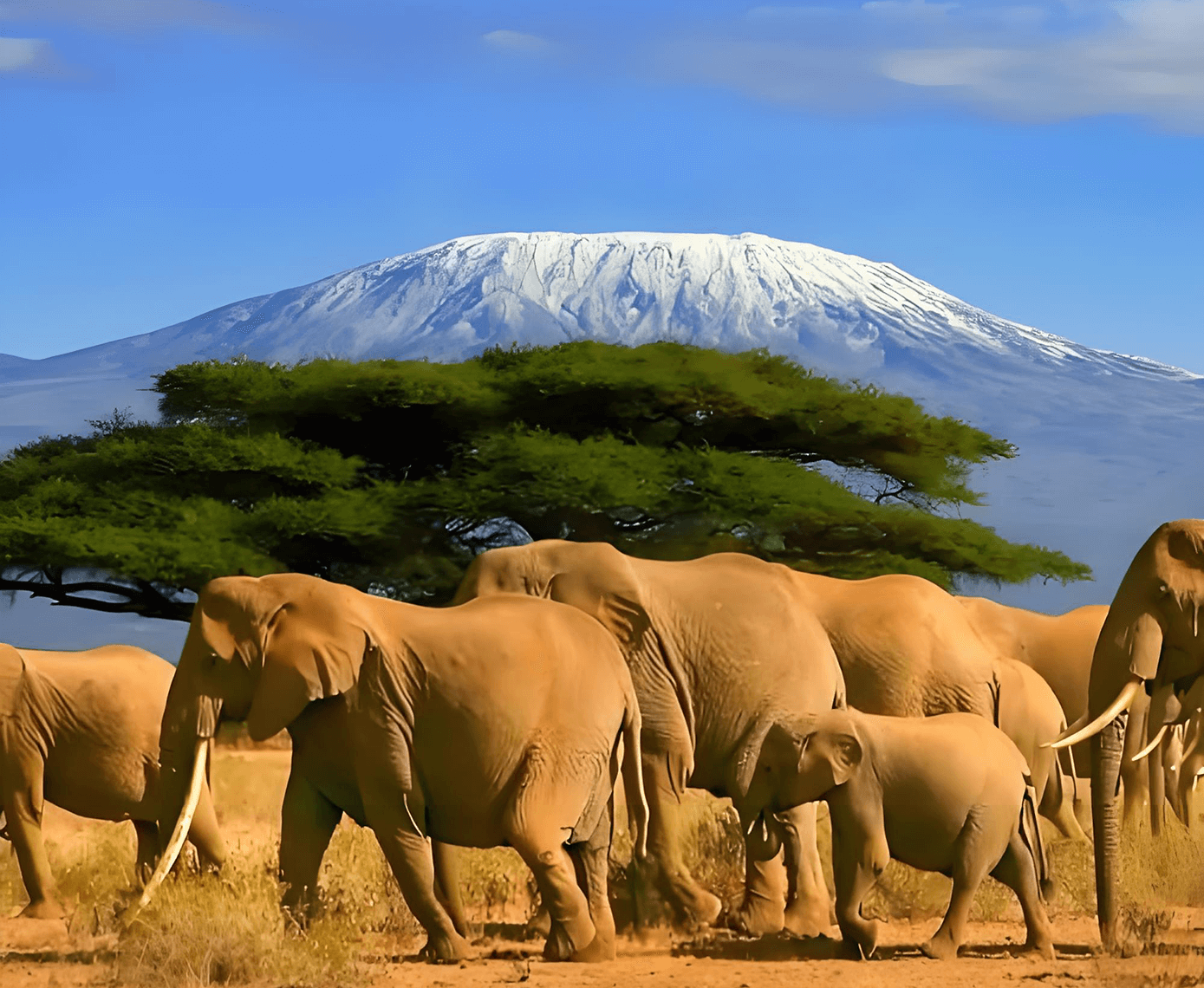Travel to Africa - Premium travel experiences