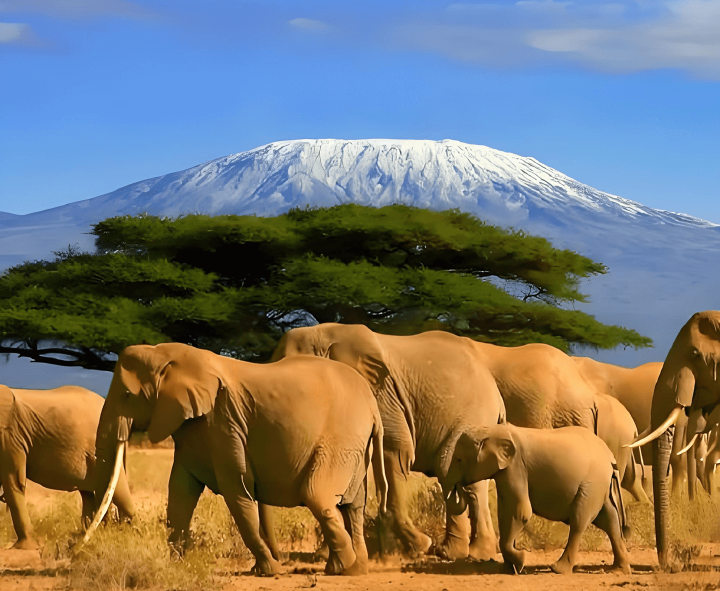 Travel to Africa - Premium travel experiences