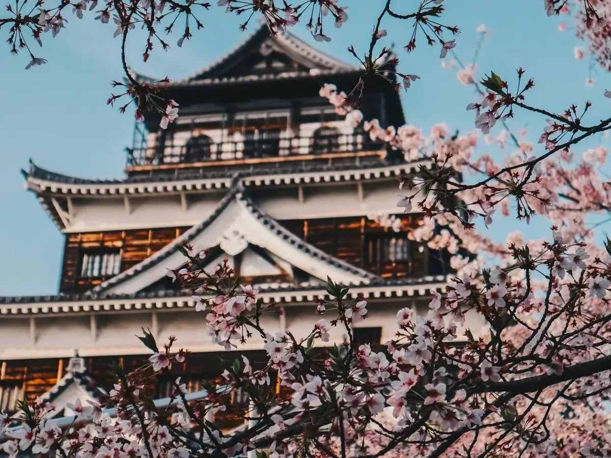 Cherry blossoms in Japan
