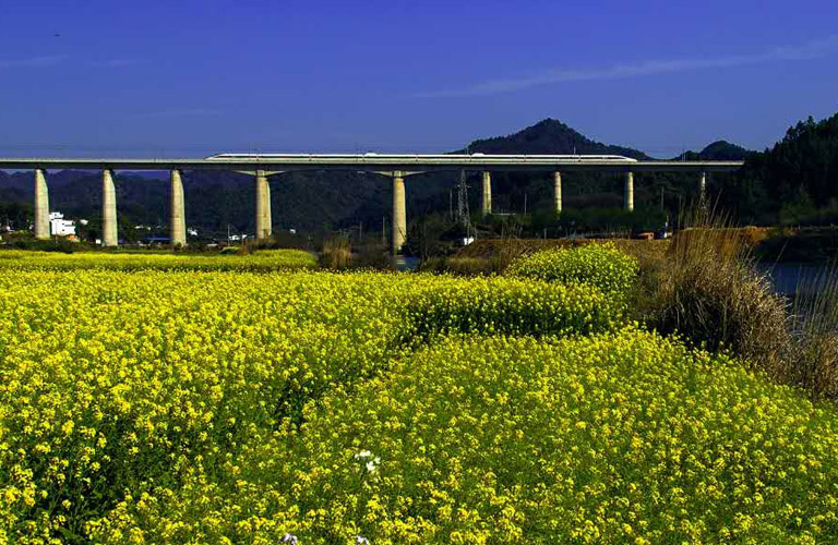The train is passing rape flower fields in Wuyuan