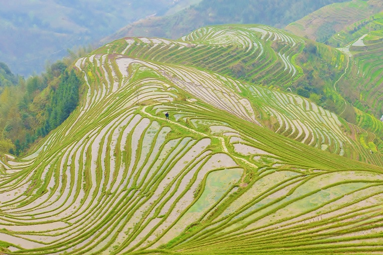 Longji Rice Terrace