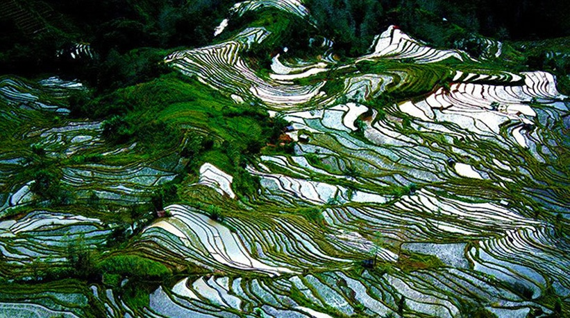 Longji Rice Terrace
