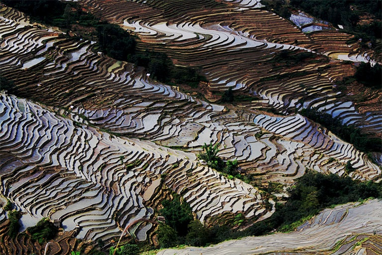 Longji Rice Terrace