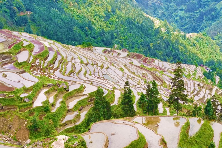 Longji Rice Terrace