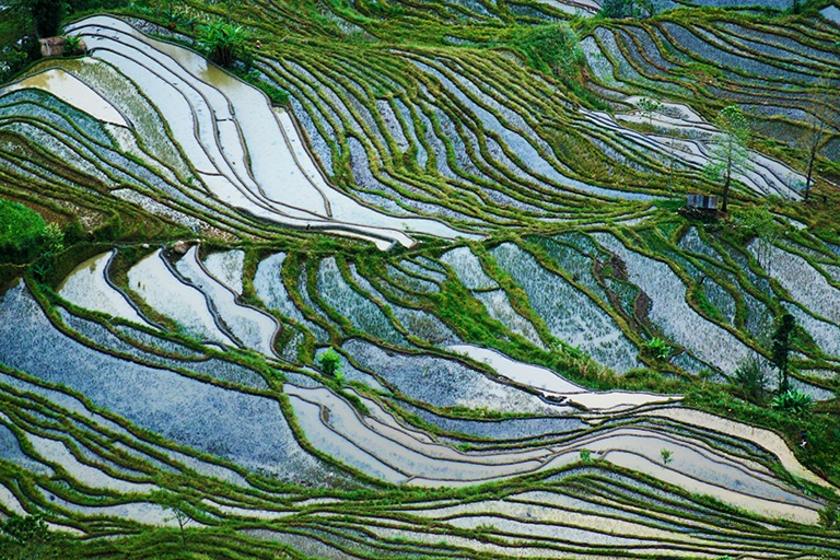 Longji Rice Terrace