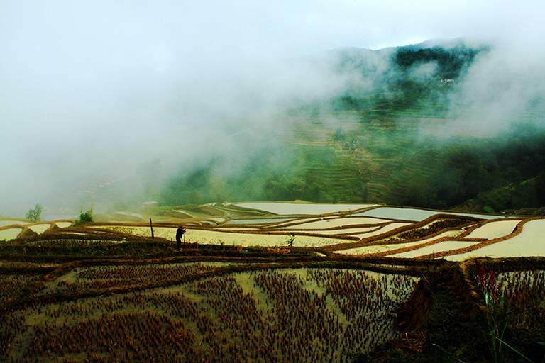 Longji Rice Terrace