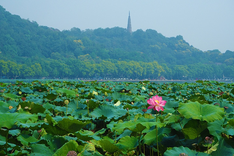 Lotus Blossom of West Lake in Summer