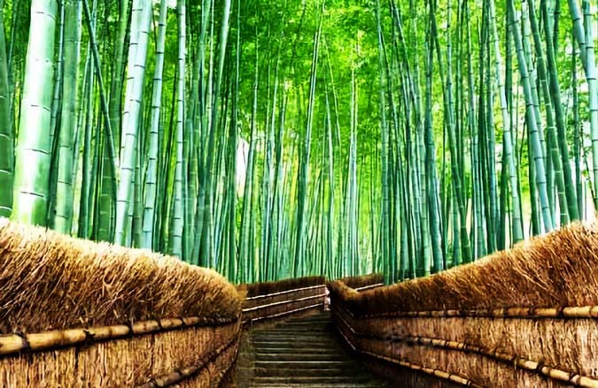 Top 6 Bamboo Forests in China