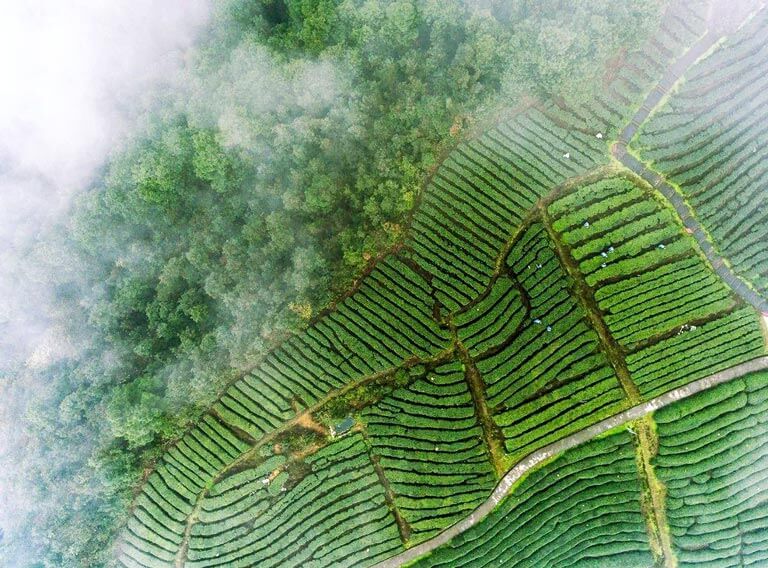 Aerial Photo of Tea Mountain and Bamboo Sea