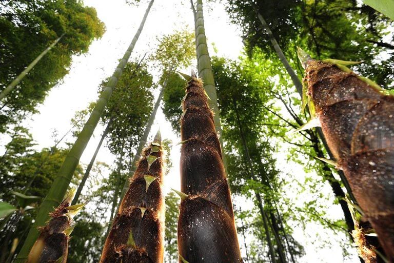Bamboo Shoots Spring up One after Another