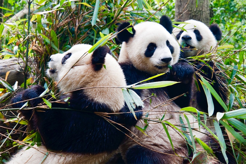 Top 15 China Things to Do 2026