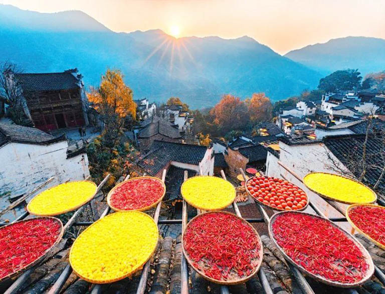 Dry Harvested Crops in Autumn Sunshine