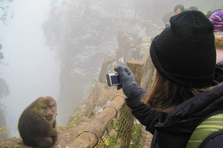 Wild Monkey in Mount Emei