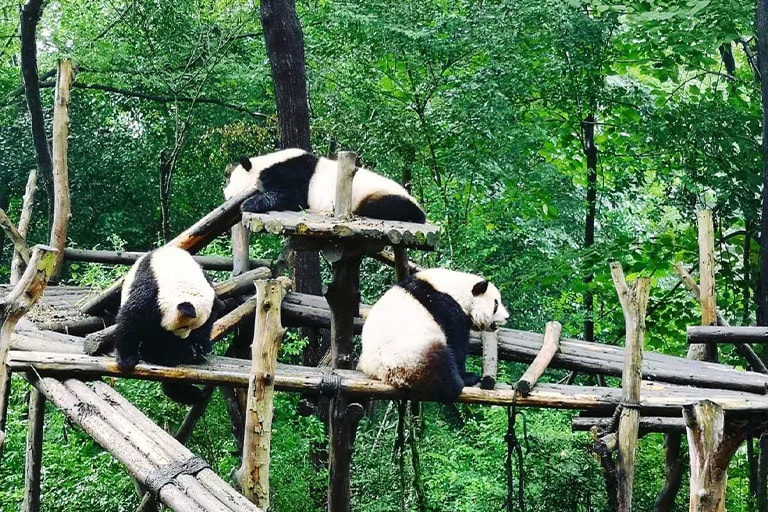 Giant Pandas in Chengdu