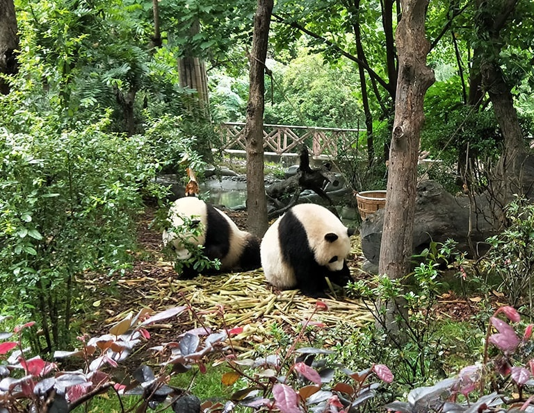 Chengdu Research Base of Giant Panda Breeding