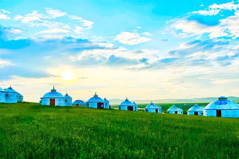 Wildflowers around Qinghai Lake