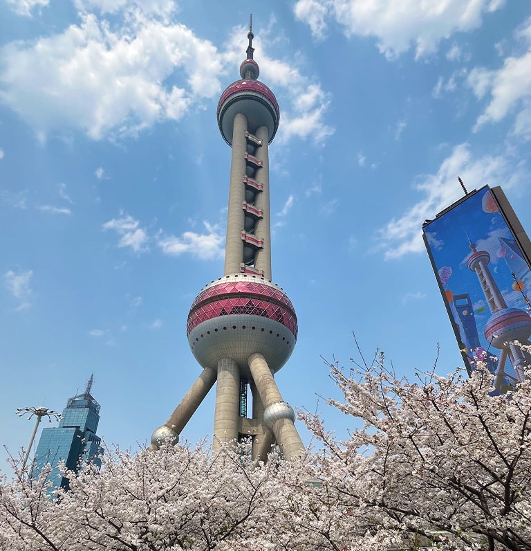 Lovely Spring Cherry Blossom in Shanghai