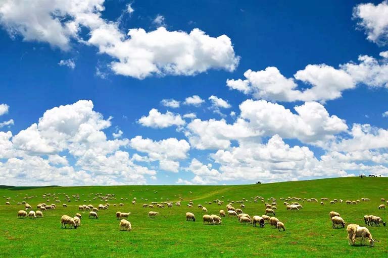 Zoige Grassland in Summer