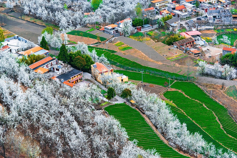 Jinchuan Pear Blossom in Spring