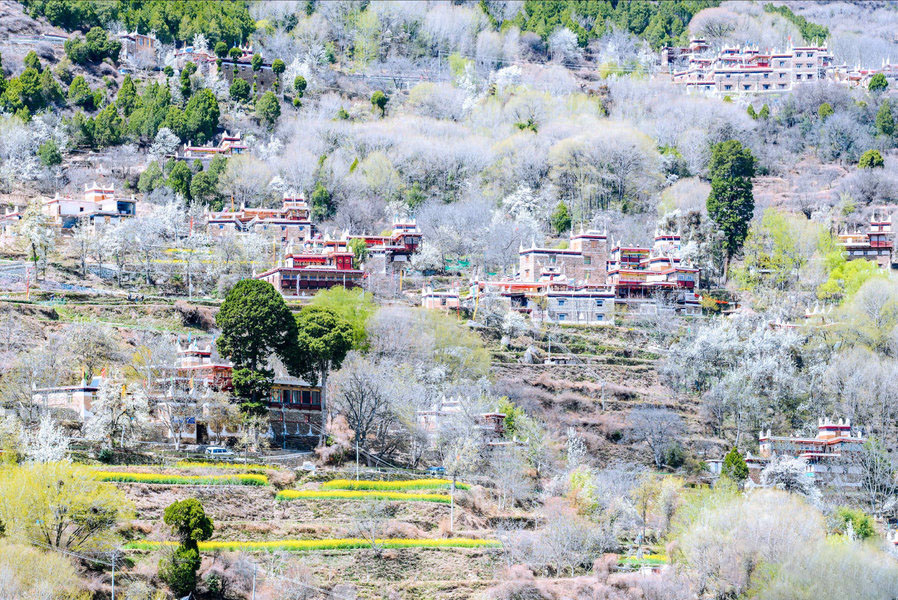 Jinchuan Pear Blossom in Spring