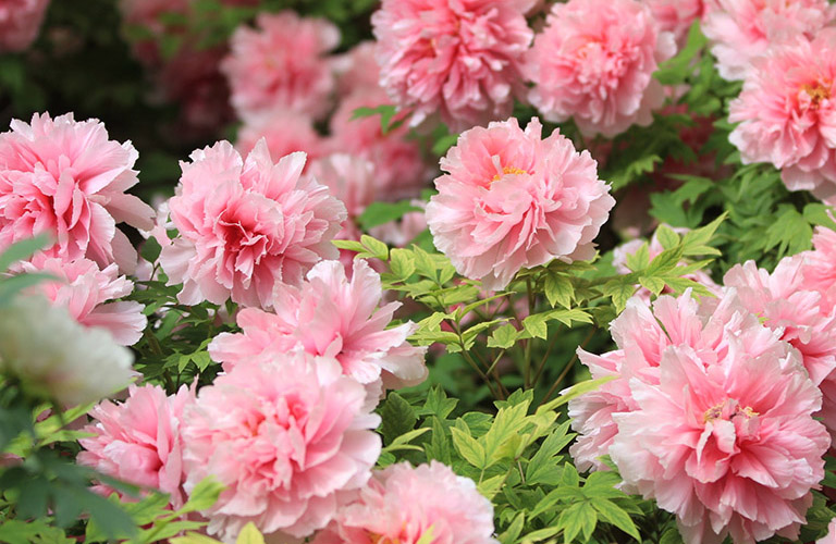 Beautiful Peonies in Spring