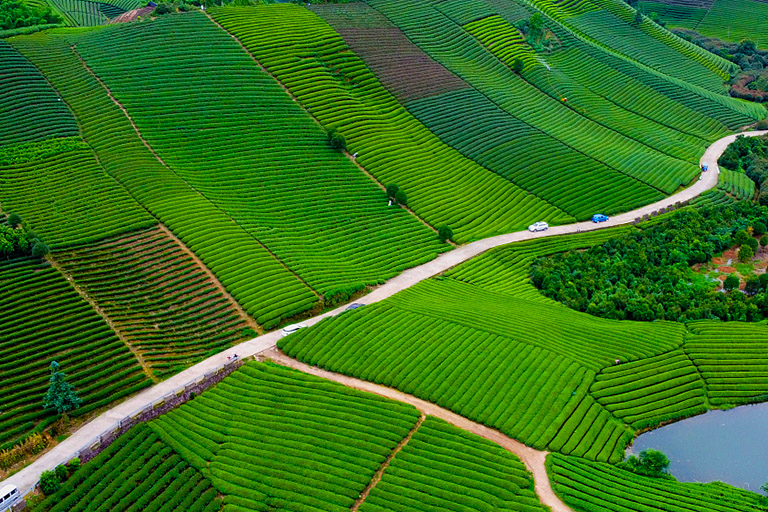 Tea Plantation in Hangzhou