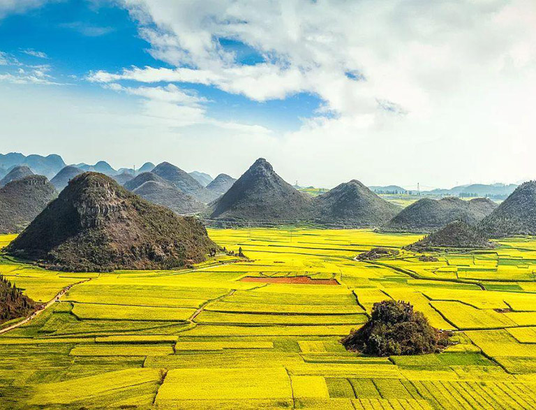 Golden Sea of Rapeseed Flowers in Luoping