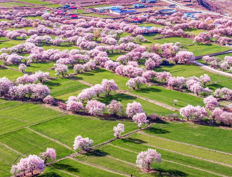 Nyingchi Peach Blossoms
