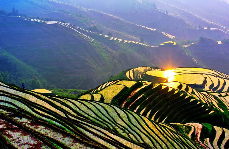 Longsheng Rice Terraces in May