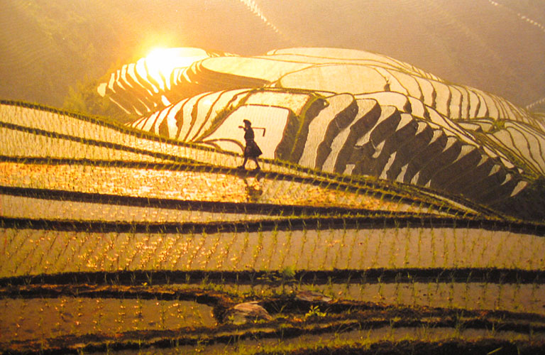 Longsheng Rice Terrace at Dawn