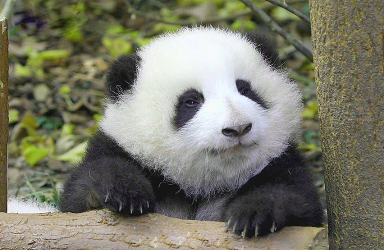 Adorable Panda Baby at Chengdu Panda Base