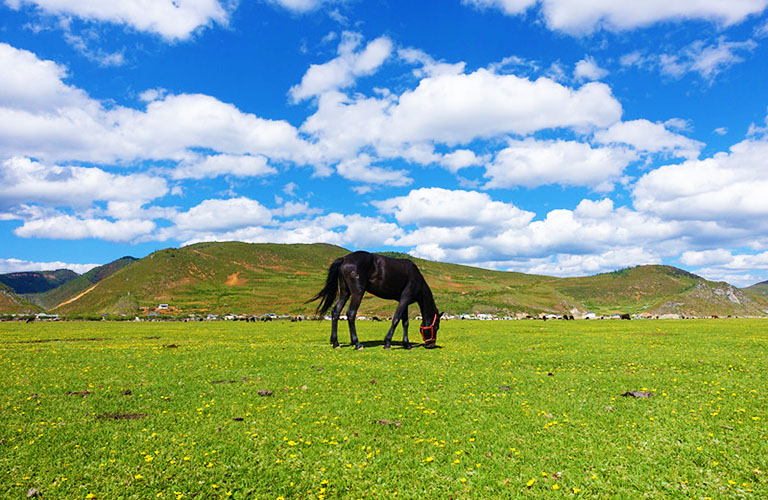 Peaceful Grassland in Spring