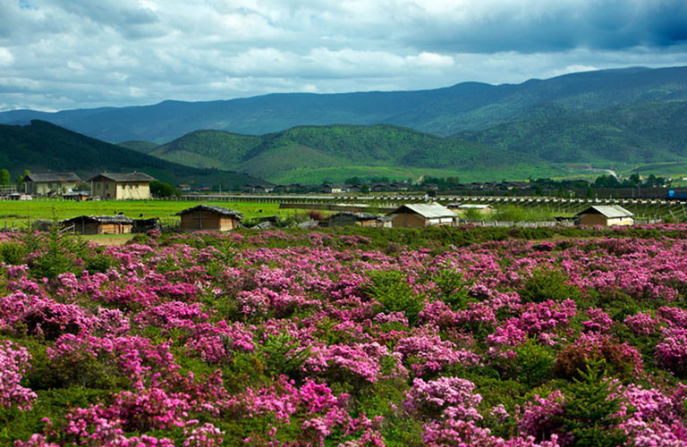 Sea of Azalea Flowers in May