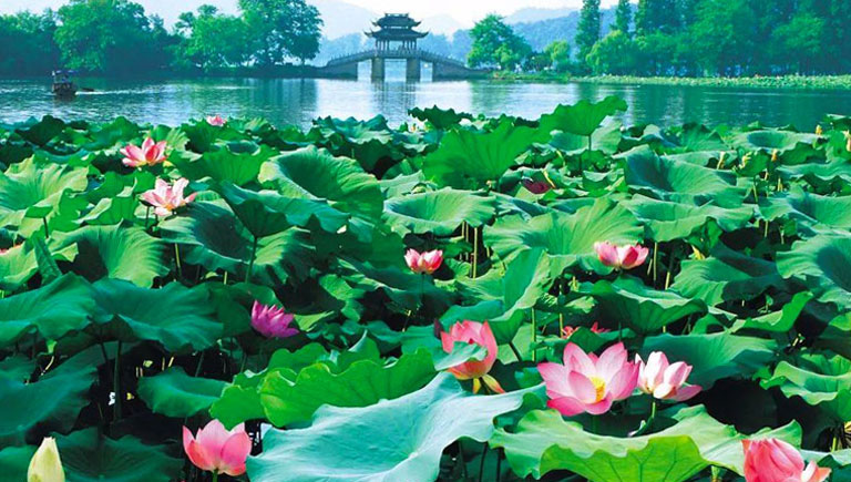 Curved Yard and Lotus Pool in Summer