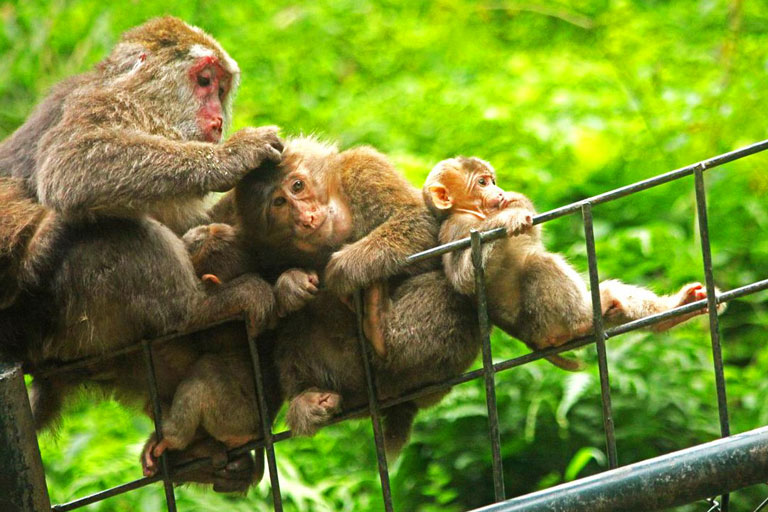 Wild Monkeys at Mount Emei