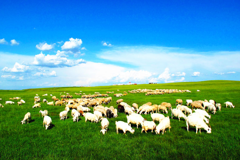 Hulunbuir Grassland