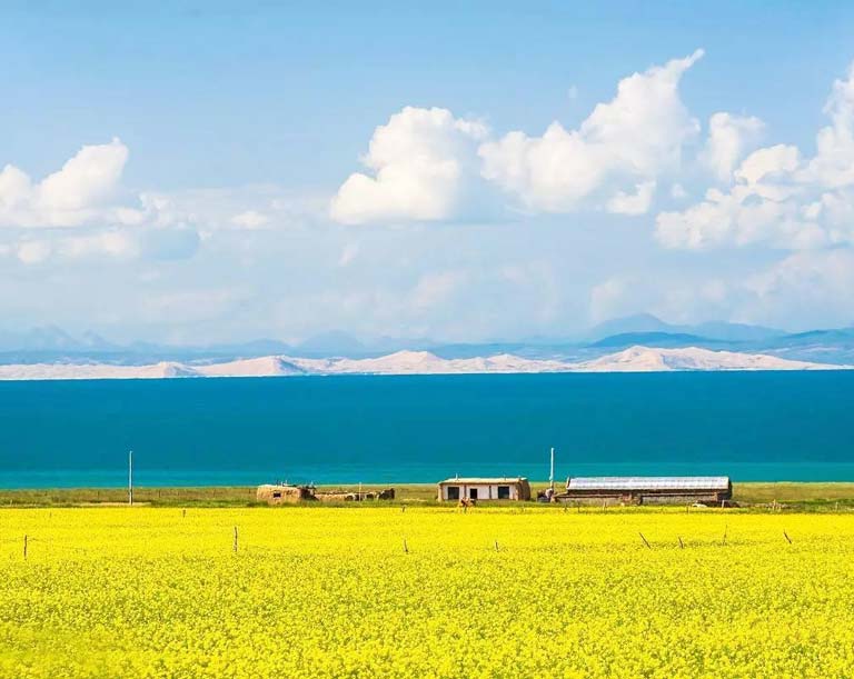Qinghai Lake Surrounded by Golden Flower Rings in Summer