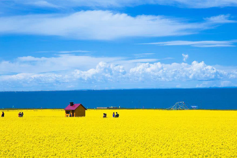 Qinghai Lake Rape Flowers