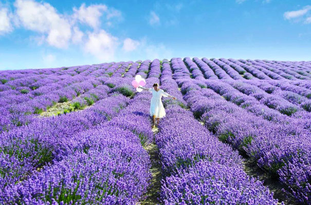 Xinjiang Yili in June - Lavender Sea