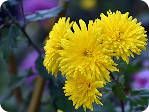 Admiring chrysanthemums