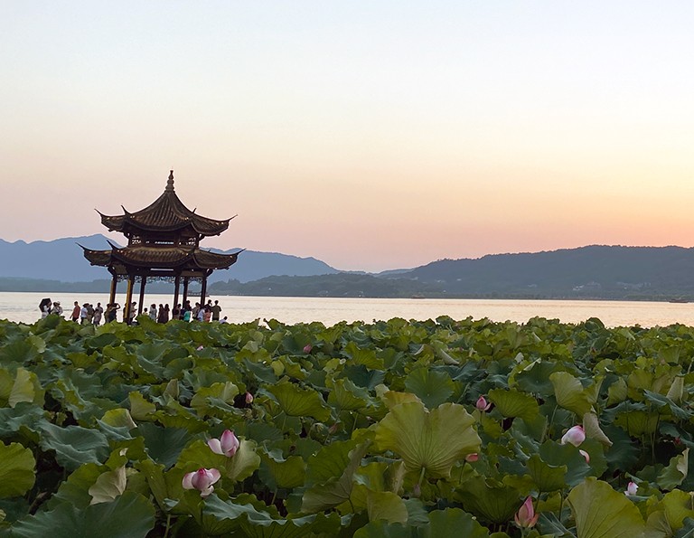Curved Yard and Lotus Pool in Summer