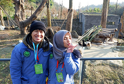 Chengdu Pandas