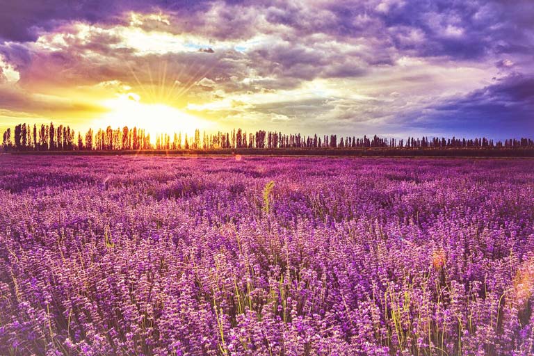 Lavender Sea in Summer