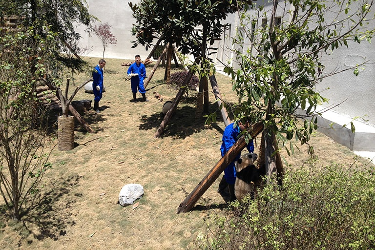 Wolong Panda Loving Care