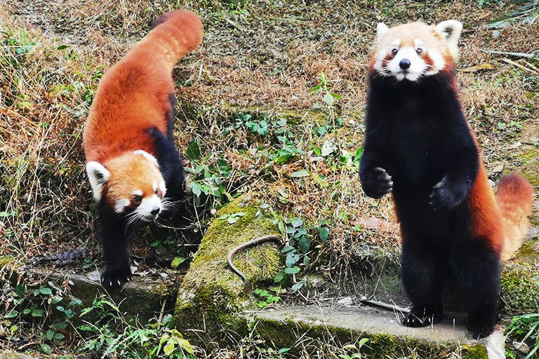 Red Panda Loving Care program